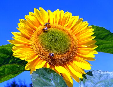Sunflower bumblebees flower