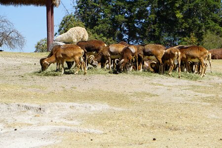 Animals nature artiodactyl
