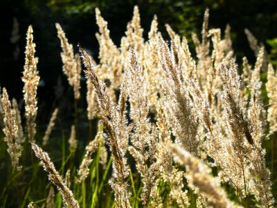 Meadow summer herbs