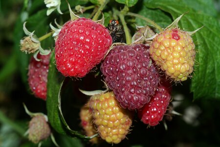 Vitamins eating tasty