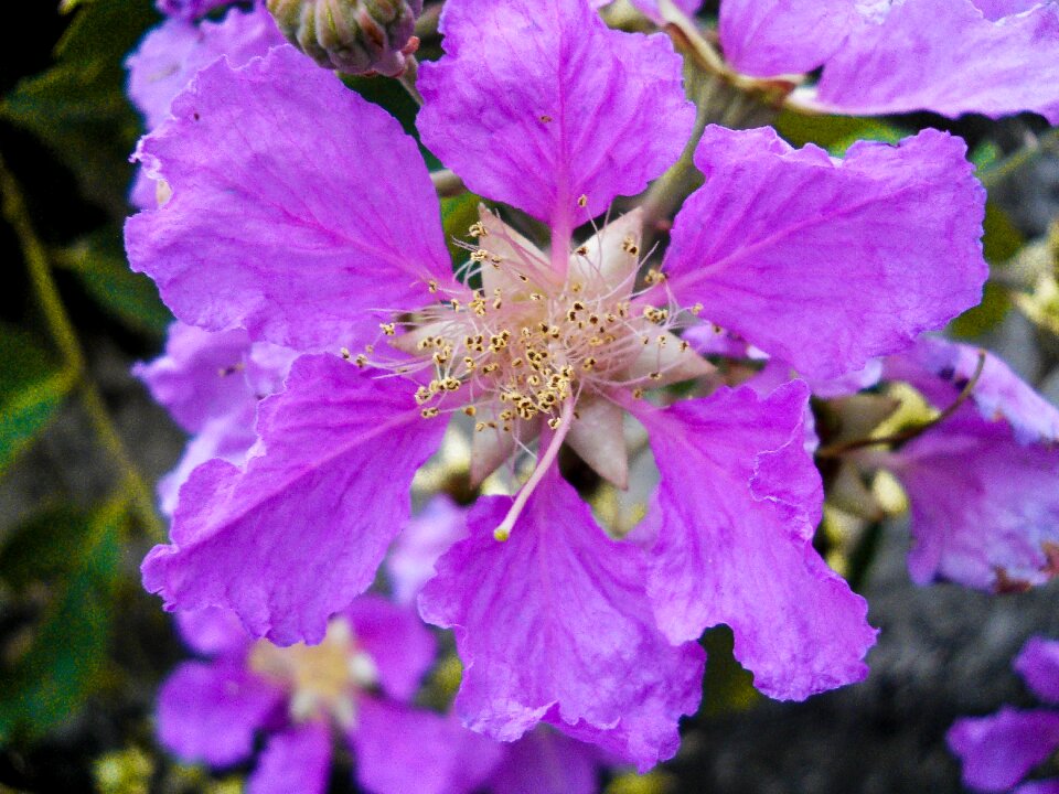 Purple bloom