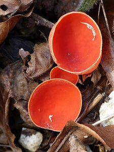 Scarlet kelchbecherling sarcoscypha coccinea red