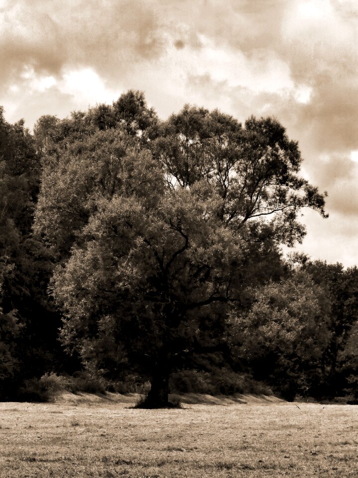Clouds forest loneliness