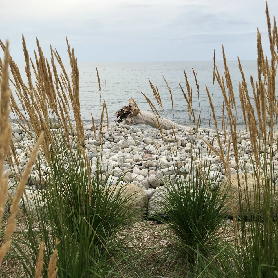 Driftwood peaceful