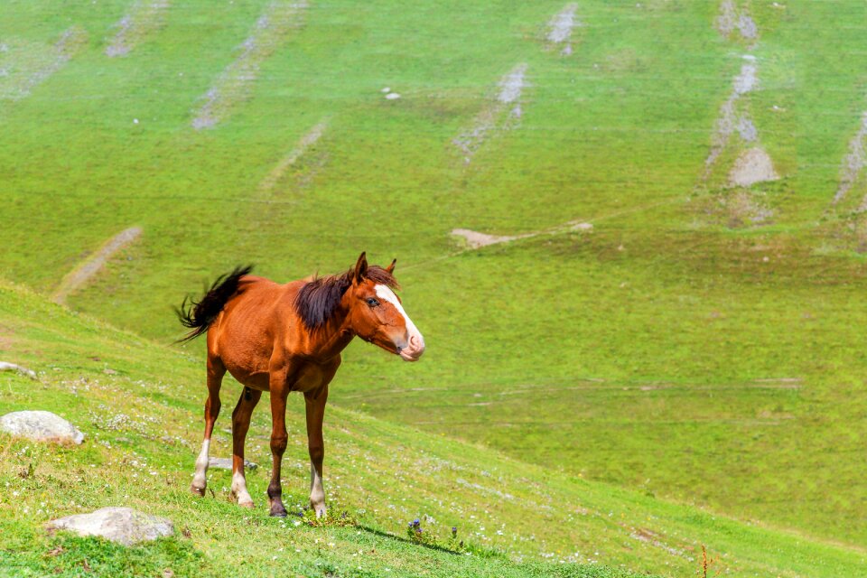 Green grass mountains sky