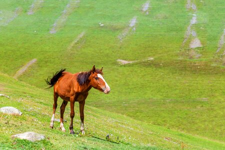 Green grass mountains sky