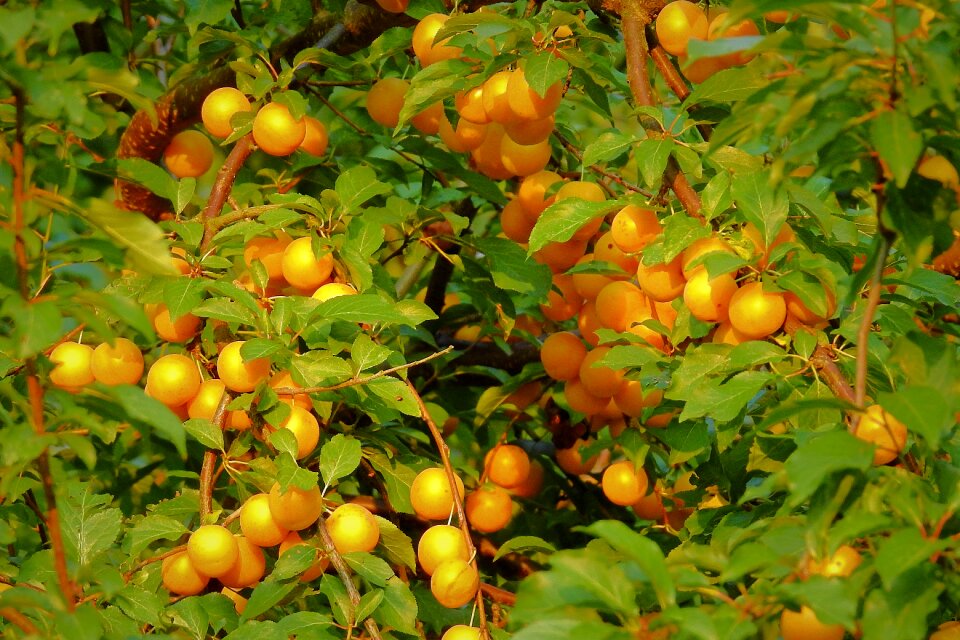 Yellow harvest healthy