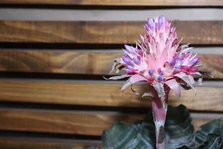 Flowers nature petal