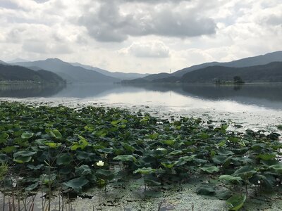 Lotus leaf water lilies plants photo