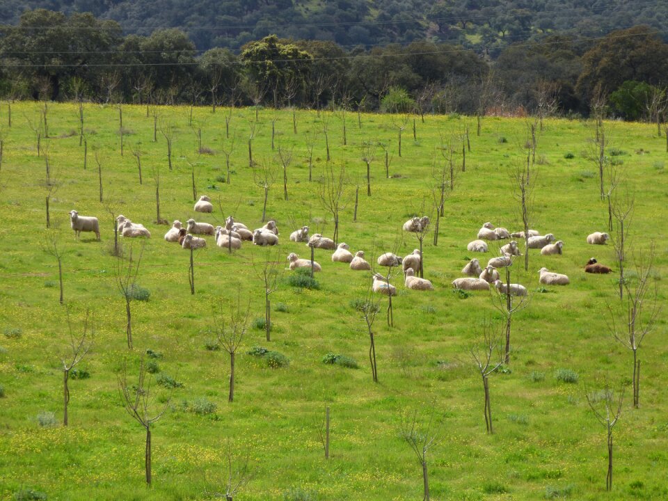 Meadow pasture grass