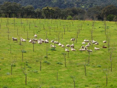 Meadow pasture grass