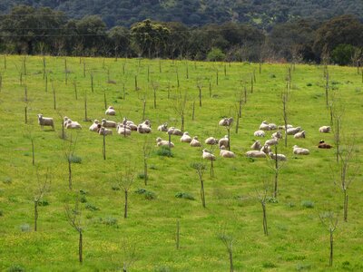 Meadow pasture grass photo