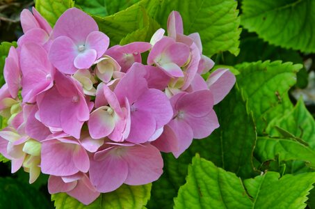 Rosa hydrangea petal