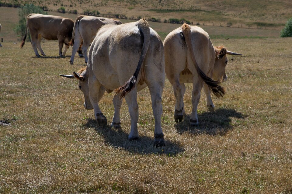 Herd pasture breeding