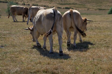 Herd pasture breeding