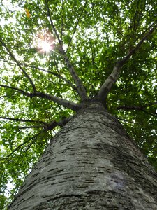 Sun nature lighting