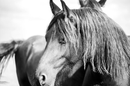 Animal horses animals