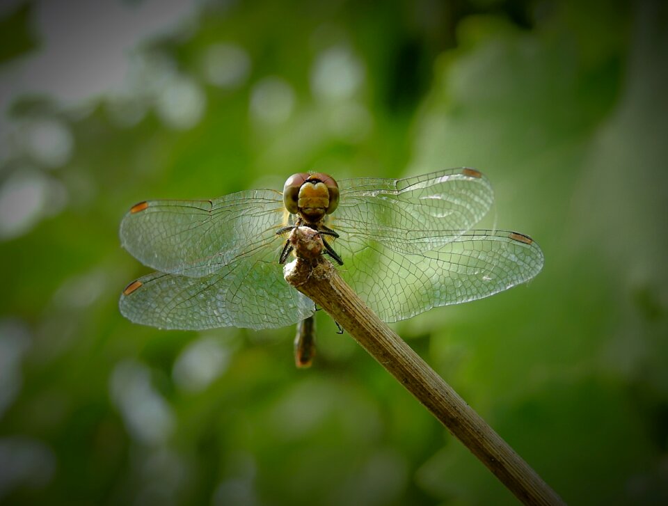 Insect nature wings