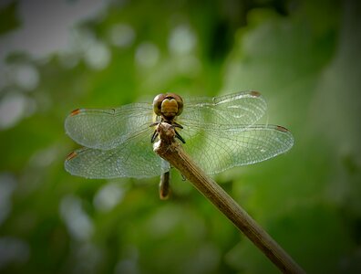Insect nature wings