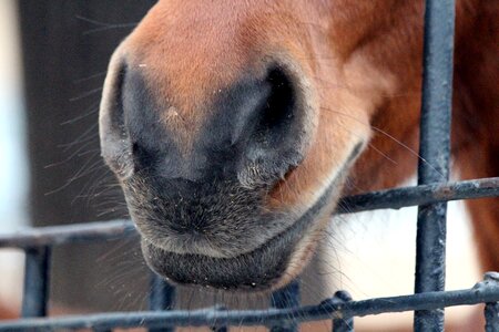 Lips brown horse odd-toed ungulate animals photo