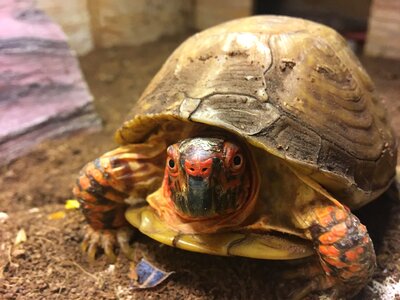 Reptile shell terrapin