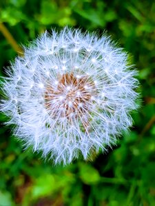 Microcosm detail flowers of the world