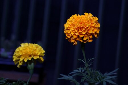 Flowers nature petal