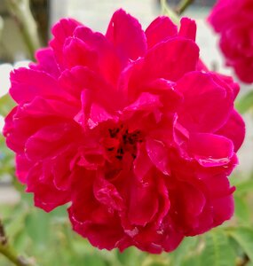 Bloom close-up plant