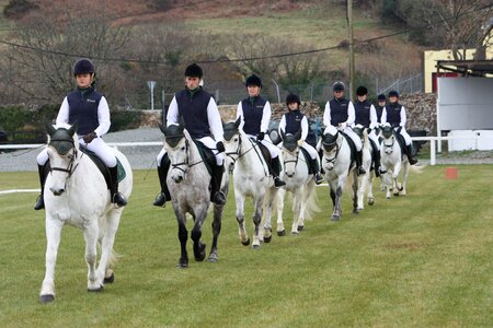 Equine riding horses photo