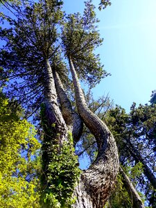 Trees force form