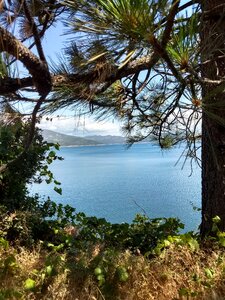 Pines evergreen outdoor