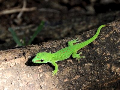 Dragon mauritius animal