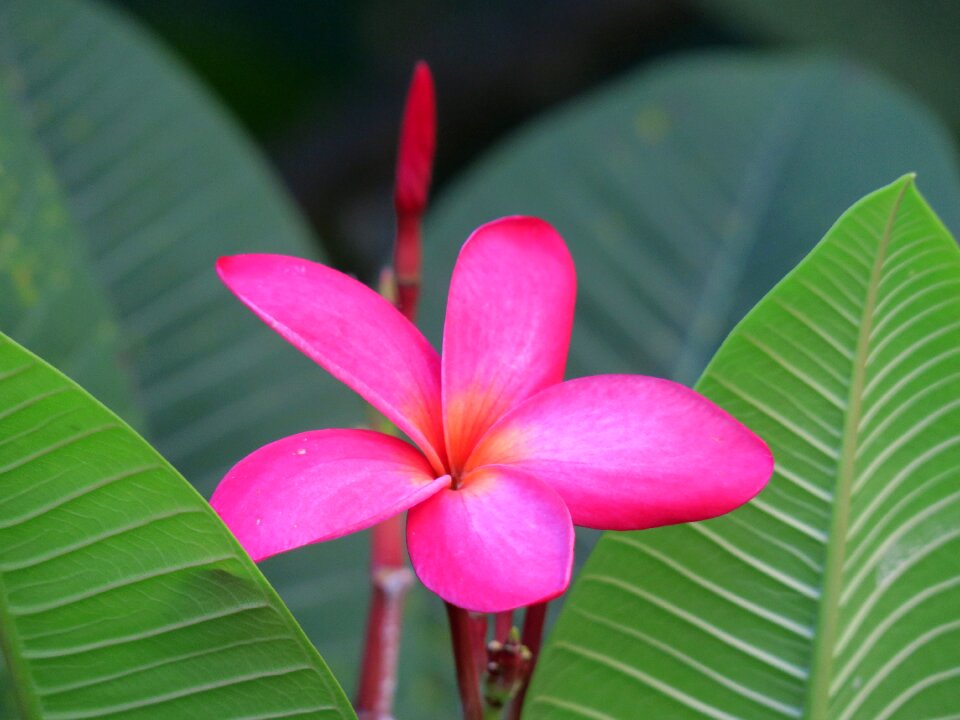 Flowering plant fresh