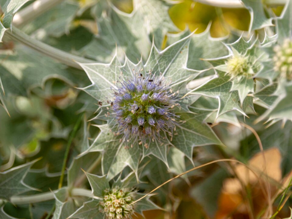 Plants nature flowers
