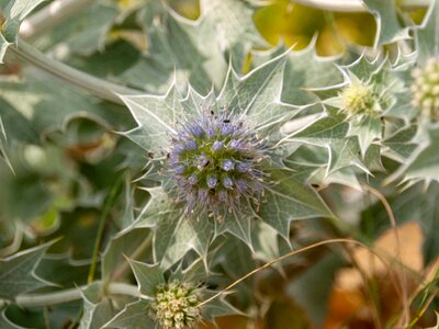 Plants nature flowers