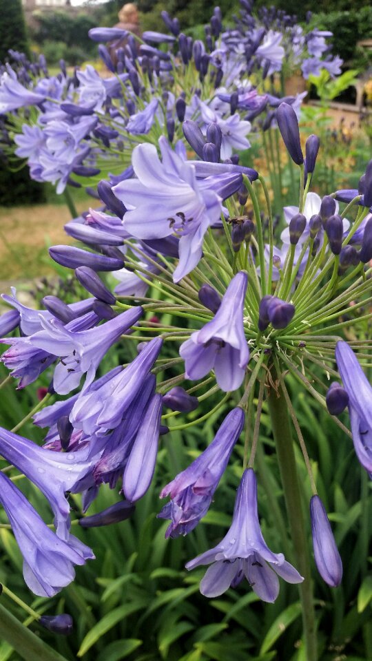 Bells lilac garden