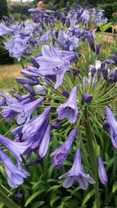 Bells lilac garden