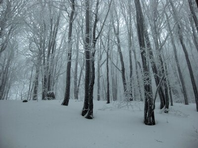 Forest tree bieszczady photo