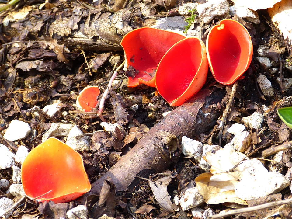Scarlet kelchbecherling sarcoscypha coccinea red