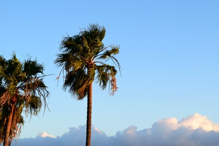 Beach palm nature