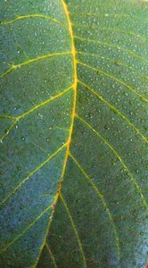 Leaves green walnut
