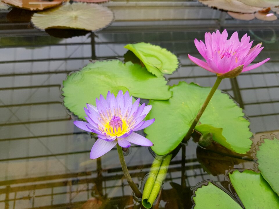 Lotus water lilies garden