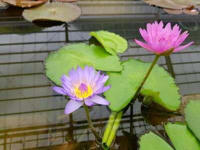Lotus water lilies garden