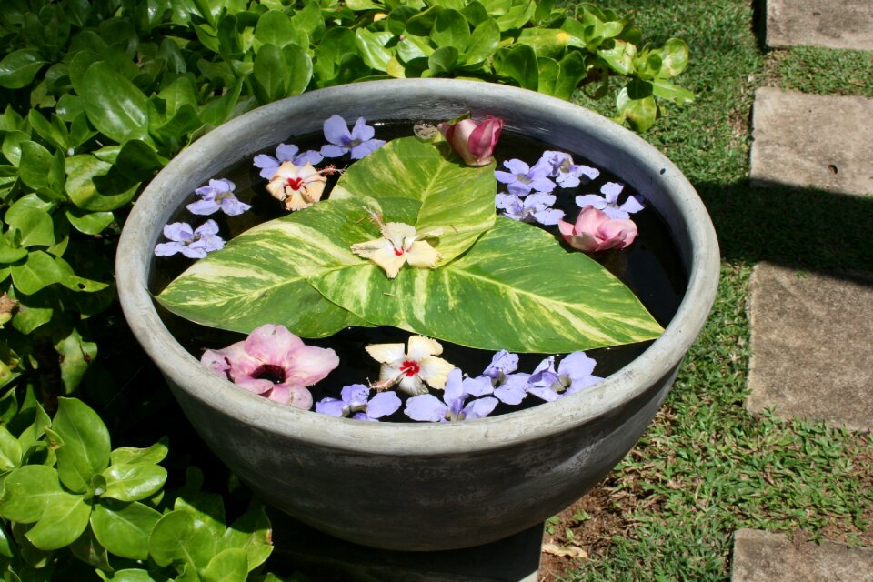 Sri lanka water mirror flower