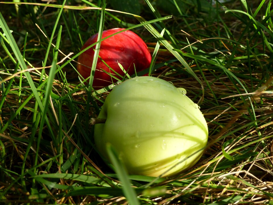Grass rosa harvest