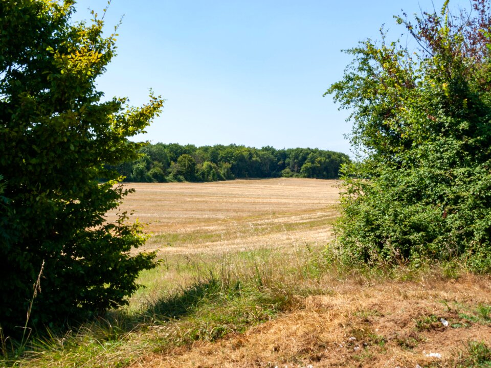 Breuillet saint-sulpice-de-royan field