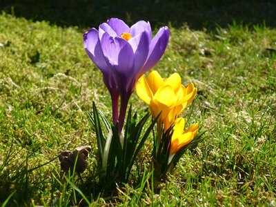 Flower crocus nature