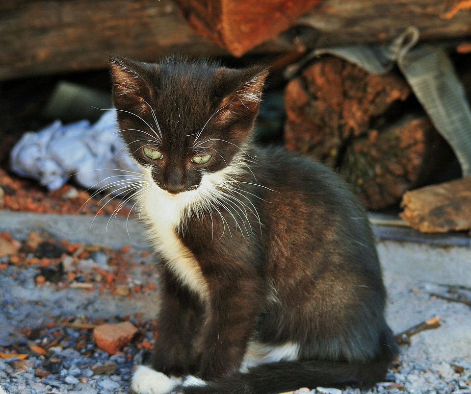 Black white timid