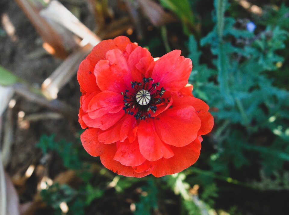 Bloom red poppy flower