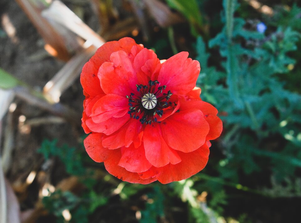 Bloom red poppy flower photo